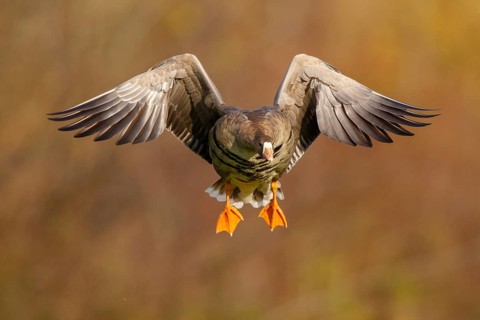 Greater White-fronted Goose (Anser albifrons) flying, North Rhine-Westphalia, Germany