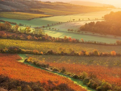 View over colourful vineyards in the Unstrut valley in autumn in the first morning light,