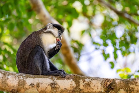 Red-tailed guenon or Congo white-nosed guenon (Cercopithecus ascanius schmidti), sitting on a tree,