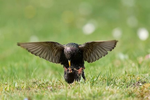 Common Starling (Sturnus vulgaris) pair mating, Bavaria, Germany
