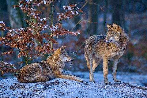 Two wolves in the forest, surrounded by snow and autumn leaves, winter, wolf (Canis lupus), Germany