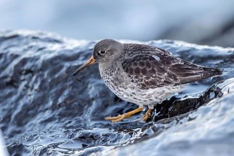Purple Sandpiper (Calidris maritima), Mecklenburg-Western Pomerania, Germany