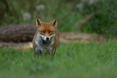 Red fox (Vulpes vulpes) adult wild animal in grassland in summer, England, United Kingdom