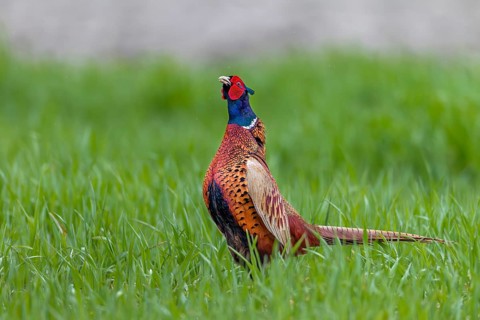 The pheasant cock (Phasianus colchicus) begins its mating ritual with its head held upright, mating