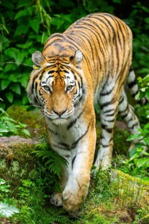 Siberian tiger (Panthera tigris tigris) walking through bushes on a rainy day, captive, Germany