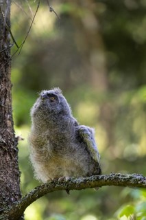 One young long-eared owl (Asio otus), sitting on a branch of a tree. Green vegetation in the