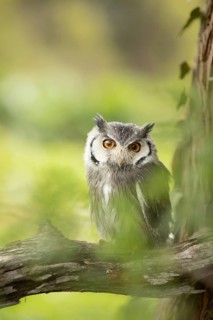 Southern White-faced Owl (Ptilopsis granti) captive, Germany