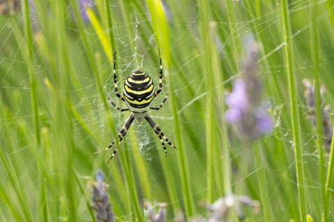 Wasp spider (Argiope bruennichi) adult arachnid resting in its web on garden lavender plants in