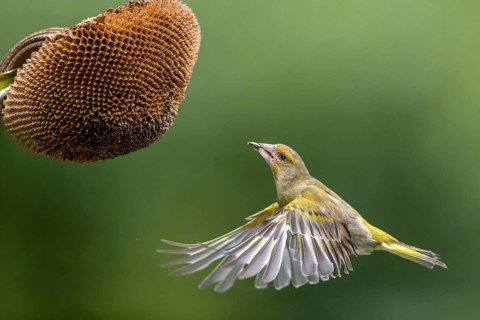 European Greenfinch (Chloris chloris) male at a sunflower (Helianthus annuus), Mecklenburg-Western
