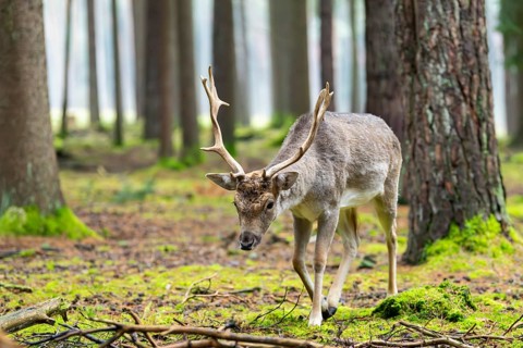 European fallow deer (Dama dama) buck in a forest in autumn, Bavaria, Germany