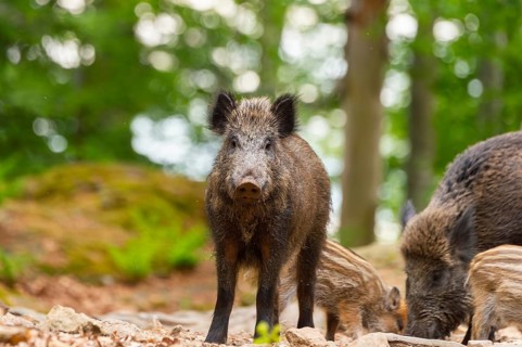Wild boar (Sus scrofa) standing in a forest, Bavaria, Germany
