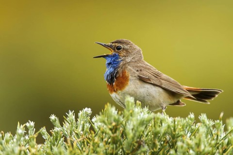 Bluethroat (Luscinia svecica cyanecula) male singing, Avila, Spain