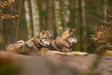 Two wolves lying close together on a hill in the forest, wolf (Canis lupus), Germany