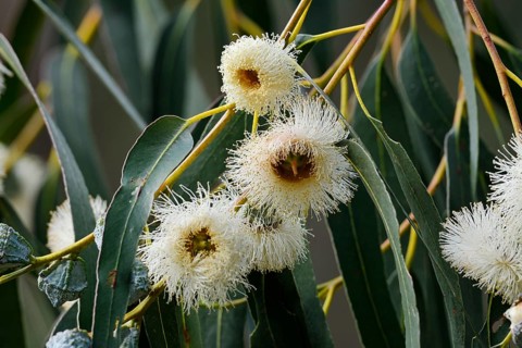 Tasmanian blue gum or common fever tree (Eucalyptus globulus), flowers and leaves, Algarve,