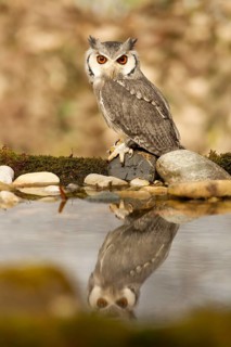 Southern White-faced Owl (Ptilopsis granti) captive, Germany