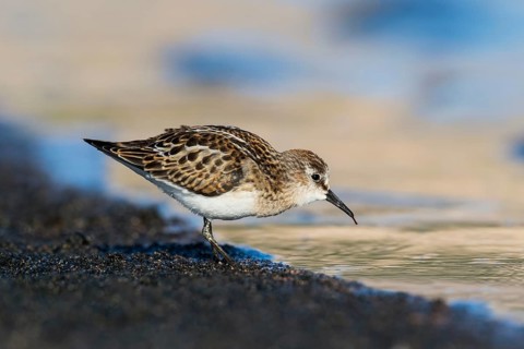 Little Stint (Calidris minuta) foraging, Eilat, Israel