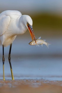 Western Reef Heron, Western Reef-Heron, Western Reef-Egret, (Egretta gularis), Garceta Dimorfa,