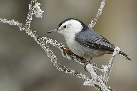 White-breasted Nuthatch (Sitta carolinensis), New Mexico, USA