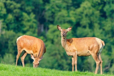 Two red deer hinds (Cervus elaphus) graze face to face in a green meadow in hilly terrain. A forest