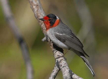 Red-faced Warbler (Cardellina rubrifrons), New Mexico, USA