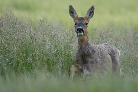 Roe deer (Capreolus capreolus) adult female doe animal in a farmland cereal field in summer,
