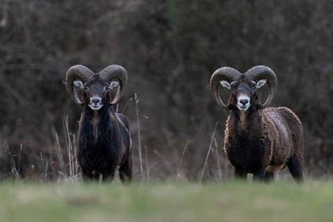 Mouflon (Ovis gmelini), Bitburg, Rhineland-Palatinate, Germany