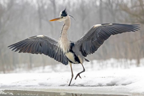 Grey heron (Ardea cinerea) hunting and spreading its wings as a deterrent, winter with ice and