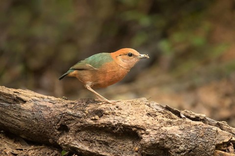 Rusty-naped Pitta (Hydrornis oatesi), Pahang, Malaysia