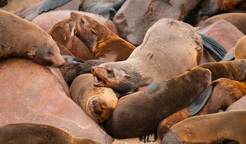 Seal colony, fur seal, Cape fur seal (Arctocephalus pusillus), Cape Cross, Atlantic coast, Namibia