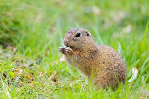 An adult ground squirrel (Spermophilus citellus) eats leaves and flowers on a cloudy day in a green