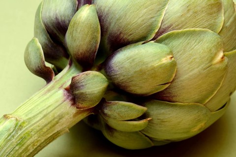 Artichoke, close-up, (Cynara scolymus)