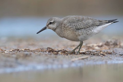 Red Knot (Calidris canutus) foraging, Mecklenburg-Western Pomerania, Germany