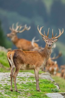 Red deer (Cervus elaphus) stag on a meadow in tirol, Kitzbühel, Wildpark Aurach, Austria