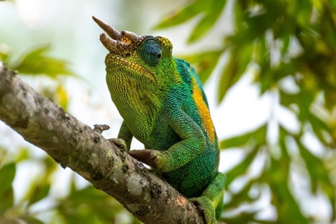 Three-horned chameleon (Trioceros jacksonii), male, Bwindi Impenetrable Forest National Park,