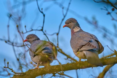 Two pigeons sitting relaxed on a branch in front of a blue sky and bare branches, wood pigeon