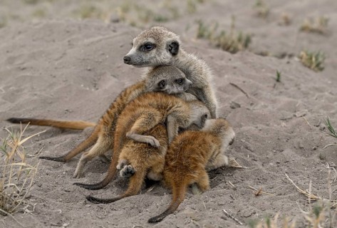 Meerkats or suricates (Suricata suricatta), mother with young, Makgadikgadi Salt Pans, Makgadikgadi