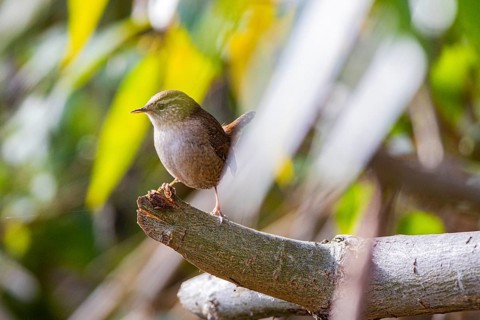 Wren (troglodytes troglodytes) Germany