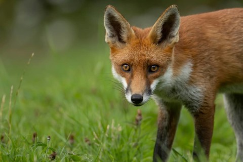 Red fox (Vulpes vulpes) adult animal in countryside grassland in summer, England, United Kingdom