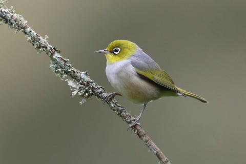 Silvereye (Zosterops lateralis) perched on a branch, Victoria, Australia
