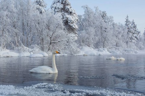 Whooper Swan (Cygnus cygnus), Finland