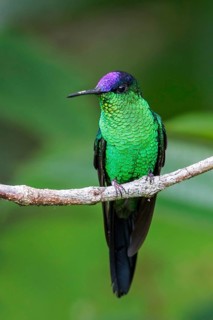 Violet-capped Woodnymph (Thalurania glaucopis) perched on a branch in the Atlantic rainforest of