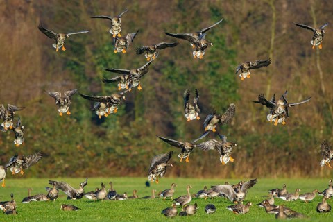 Greater White-fronted Goose (Anser albifrons) flock landing, North Rhine-Westphalia, Germany