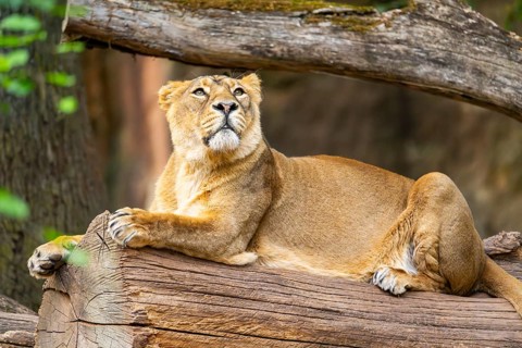 Asiatic lion (Panthera leo persica) female lying on a tree trunk, captive, Germany