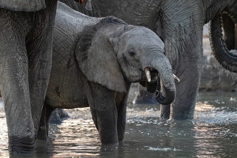 Herd of elephants, African elephant (Loxodonta africana) with young at the waterhole, sunset,