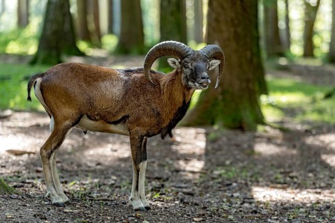 European mouflon (Ovis gmelini musimon), mouflon deer, male calling during the rutting season in a