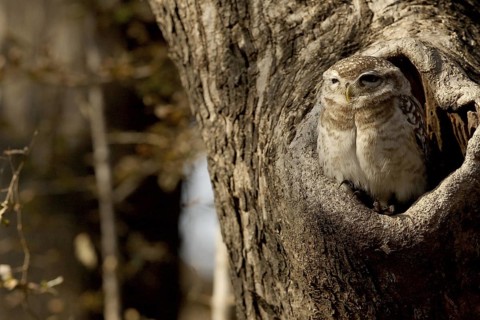 Spotted Owlet (Athene brama) juvenile in breeding cavity, Rajasthan, India