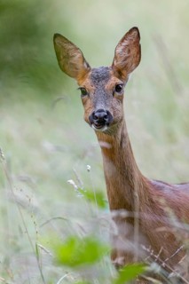 Portrait of a ruminating doe (Capreolus capreolus), portrait, attentive, June, Germany