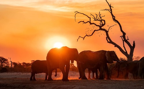 African elephant (Loxodonta africana) with young, sunset, Savuti, Chobe National Park, Botswana