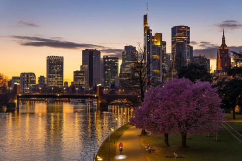 The ornamental cherries on the banks of the Main are blooming in front of Frankfurt's banking