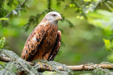 Red kite (Milvus milvus) sitting on a branch, Bavaria, Germany